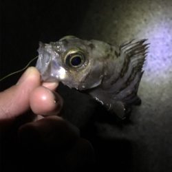 アジングのはずが。。。