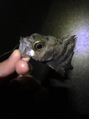 アジングのはずが。。。