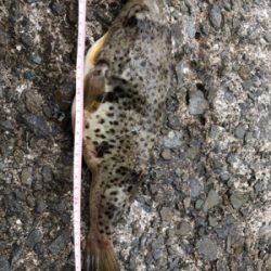 今年最後のカレイ狙い