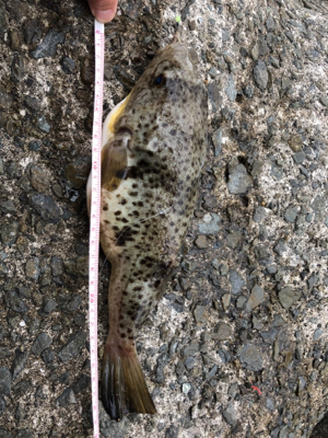 今年最後のカレイ狙い