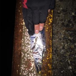 くわえてるだけ