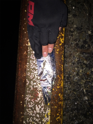 くわえてるだけ