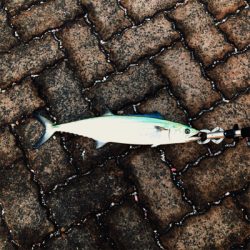 敦賀歴４年、新港では初サゴシ、、、