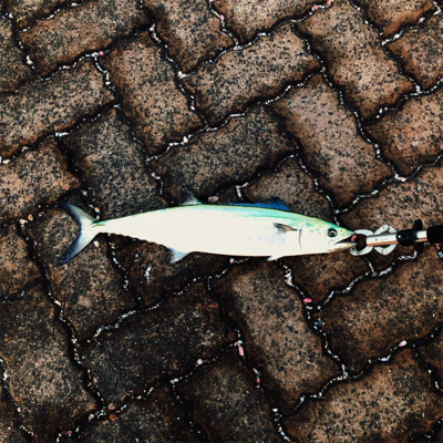 敦賀歴４年、新港では初サゴシ、、、