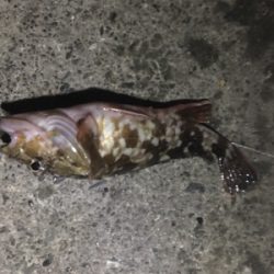 アジングで根魚も