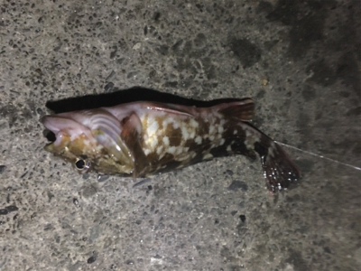 アジングで根魚も