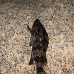 久々ライトゲーム