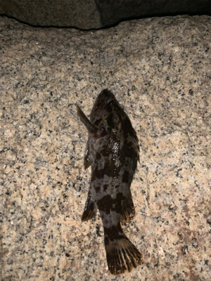 久々ライトゲーム