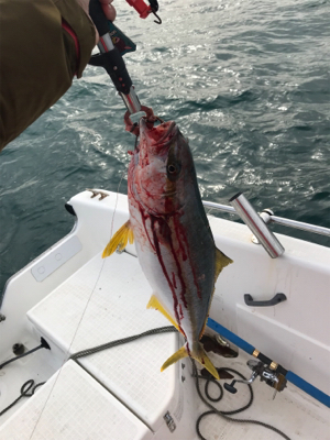 今年最後のマイボート 釣行