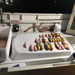 ディープタイラバ?!