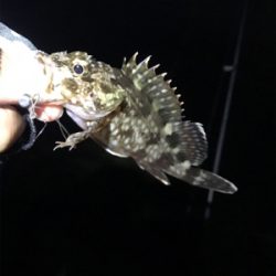 アジいない、、、