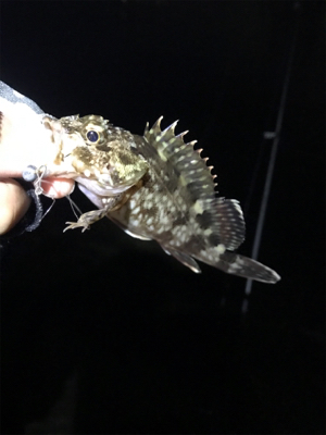 アジいない、、、