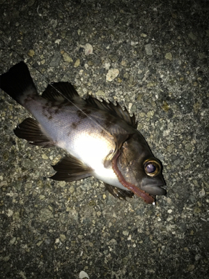 餌取りかわして