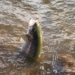 幼稚園児ルアー初釣果