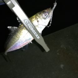 ナイトアジング