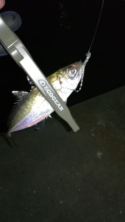 ナイトアジング