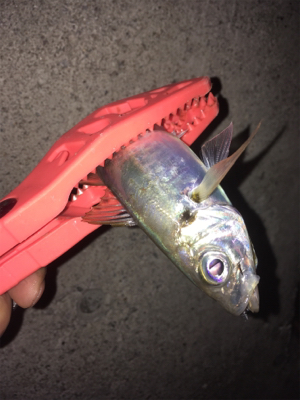 久しぶりのアジング〜