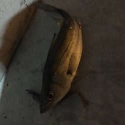 タイリクスズキとキビレ