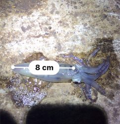 ヒイカ+ミミイカ釣り(^^)