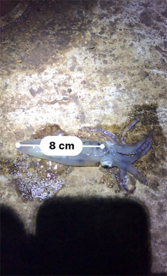 ヒイカ+ミミイカ釣り(^^)