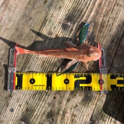 初めての筏釣り