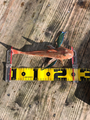 初めての筏釣り