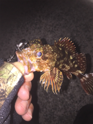 強風の中また淡輪へ。。。