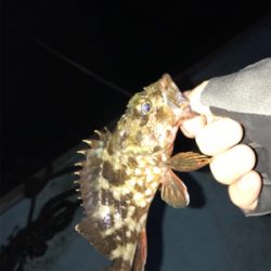 樋島ランガン虫ング