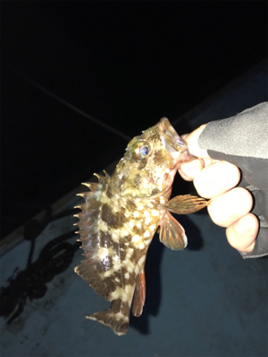 樋島ランガン虫ング