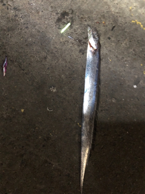 まったりタッチ〜チャレンジ