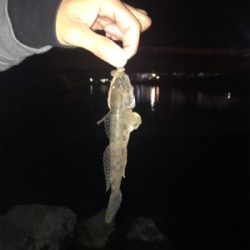 電気ウキで釣りました