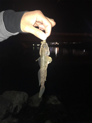 電気ウキで釣りました