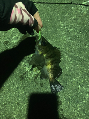 メバリング サイズアップ！