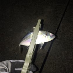 アジングでセイゴ