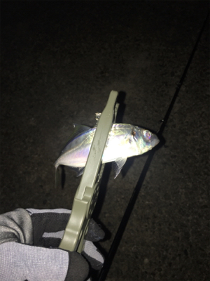 アジングでセイゴ