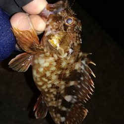 ナイトガシリング？