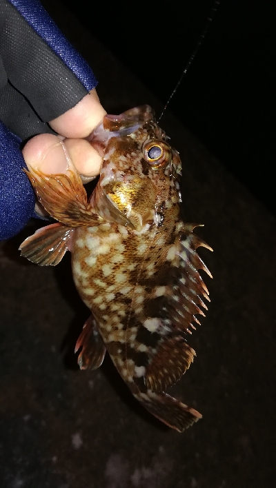 ナイトガシリング？