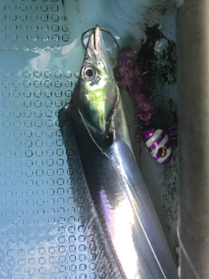 洲本沖  太刀魚