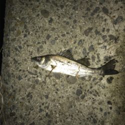 釣れない時はチーバス狙い