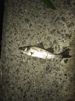 釣れない時はチーバス狙い