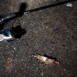 まさかのアカイカ釣れました