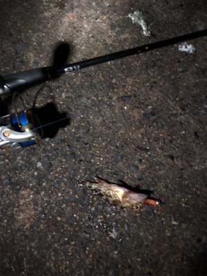 まさかのアカイカ釣れました