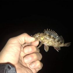 何とかチビガシラ＿φ(￣ー￣ )