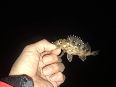 何とかチビガシラ＿φ(￣ー￣ )