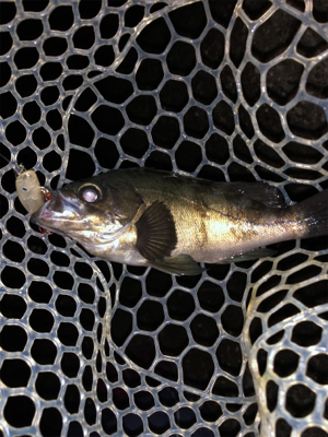 メバルプラッキング