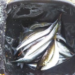 飲ませ不発、サヨリ良い感じ。