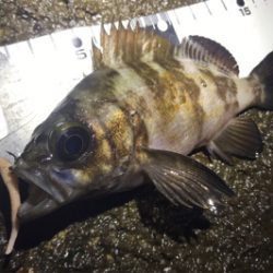 カサゴ活性高し