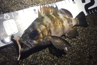 カサゴ活性高し