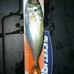 佐賀関に尺アジを求めて