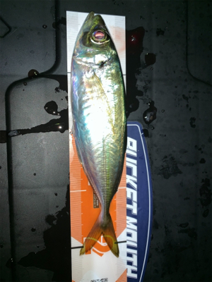 佐賀関に尺アジを求めて